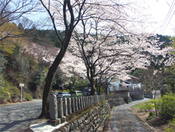 駐車場の桜