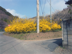 v06