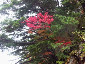 所々に綺麗な紅葉