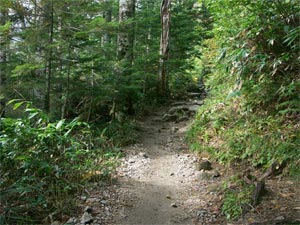 登山道らしくなってきた