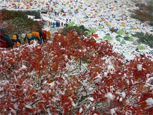 葉に積もる雪