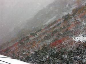 紅葉と雪