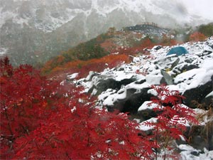 雪と紅葉のコラボT