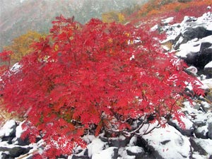 雪と紅葉のコラボU