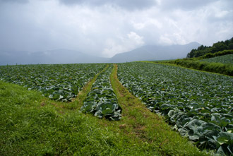 嬬恋村のキャベツ畑