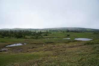 山頂手前の湿原