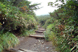 木段の登山道