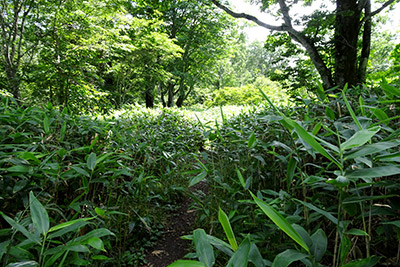 笹の多い登山道