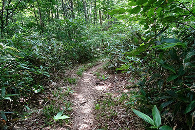 湿原への遊歩道は下り坂
