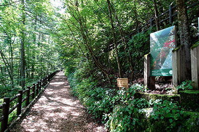 �o�R���i���̘H�j�X�^�[�g