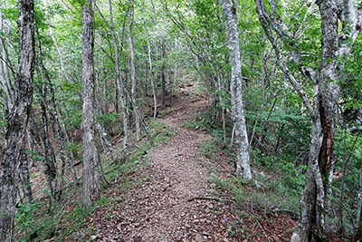 �O���R�֌�������Ő�